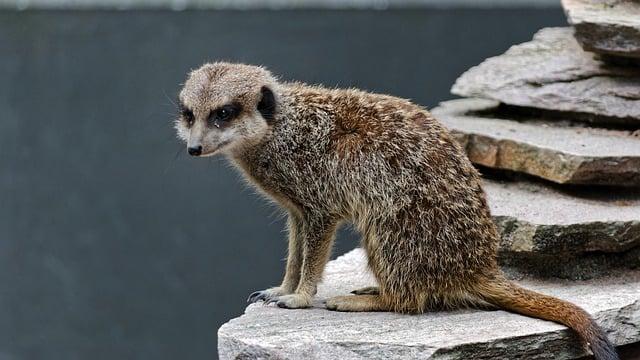 Fauna Plitvických jazier: Pestrá rôznorodosť zvierat